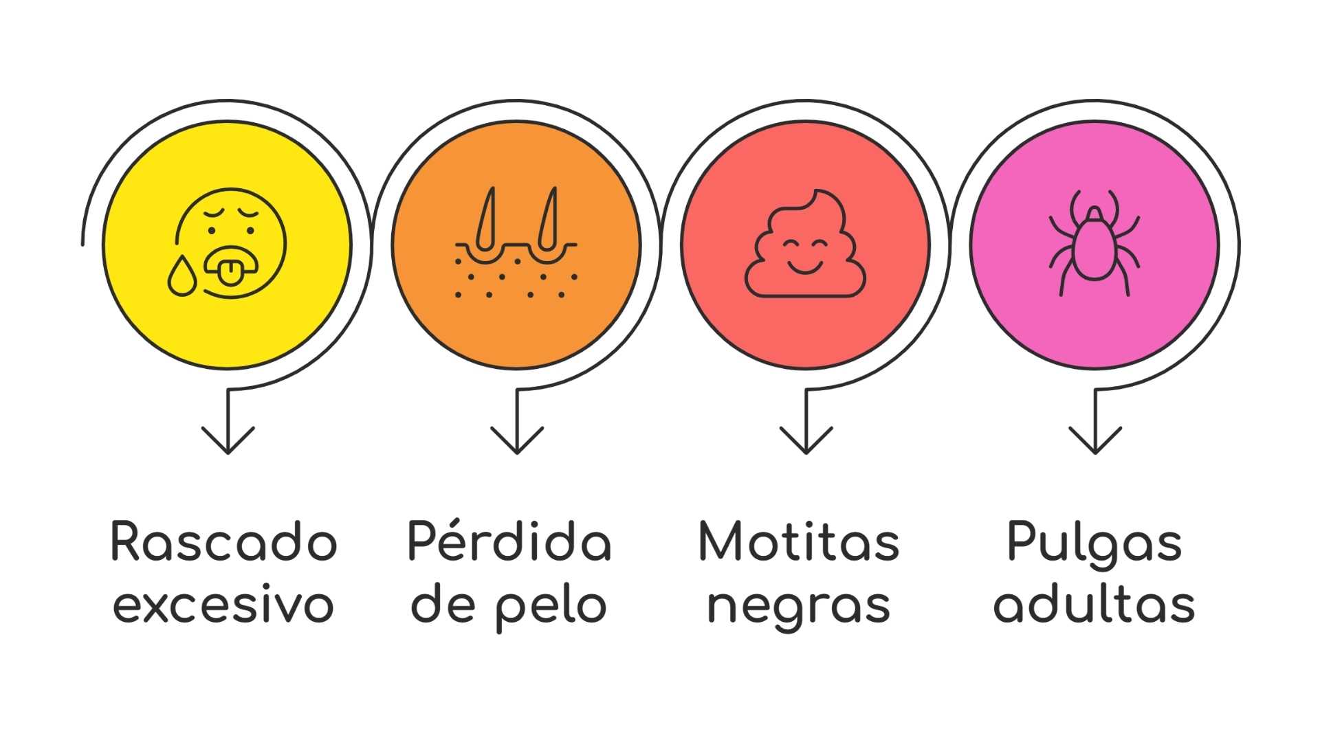 esquema cómo saber si mi perro tiene pulgas